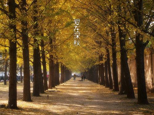 爱在深秋,浪漫邂逅的季节篇章