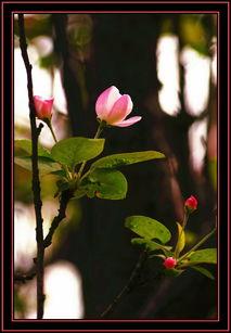 依旧海棠红,穿越时光的浪漫传奇